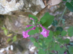 Scutellaria seleriana