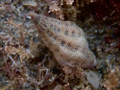 Agnewia tritoniformis