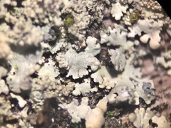 Hypotrachyna showmanii