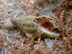 Agnewia tritoniformis