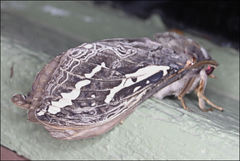 Abantiades atripalpis