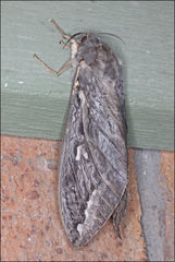 Abantiades atripalpis