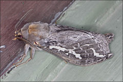 Abantiades atripalpis