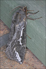 Abantiades atripalpis