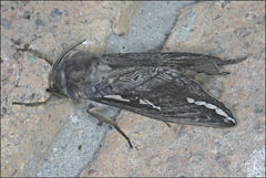 Abantiades atripalpis