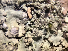 Hypotrachyna showmanii