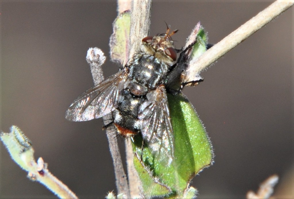 Bristle Flies from Corregidora, Qro., México on November 04, 2021 at 01
