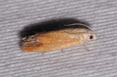 Eucosma floridana