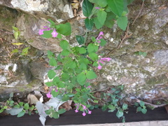 Scutellaria seleriana