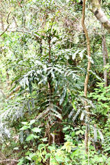 Hicksbeachia pinnatifolia