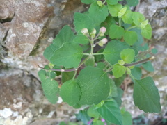 Scutellaria seleriana