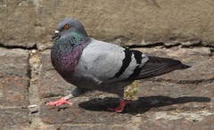 Columba livia domestica