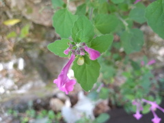 Scutellaria seleriana