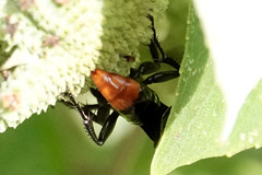 Larra analis
