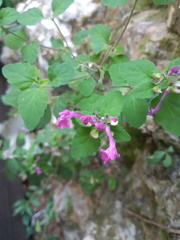Scutellaria seleriana