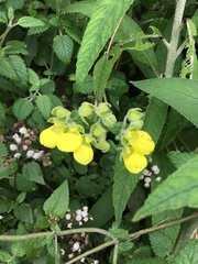 Calceolaria crenata