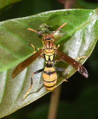 Polistes formosanus