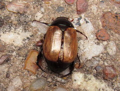 Anomala testaceipennis