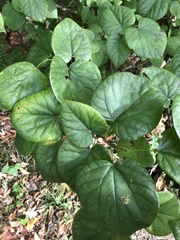 Cercis chinensis