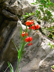 Lilium pomponium