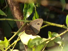 Mycalesis gotama nanda