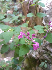 Scutellaria seleriana