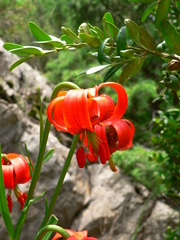 Lilium pomponium
