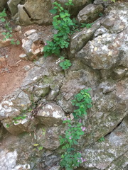 Scutellaria seleriana