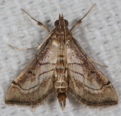 Marasmia cochrusalis