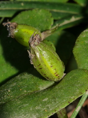Corybas iridescens