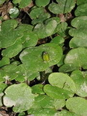 Corybas iridescens