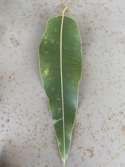 Corymbia ptychocarpa
