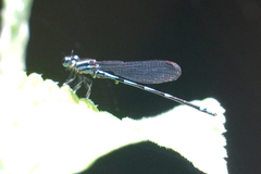 Argia adamsi