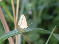 Mycalesis gotama nanda