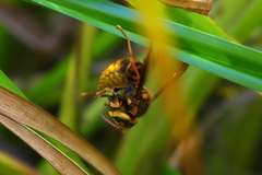 Vespa simillima xanthoptera