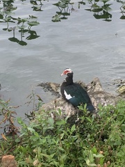 Cairina moschata domestica