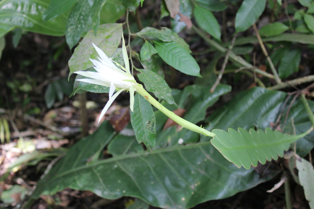 Orchid cactus (genus)