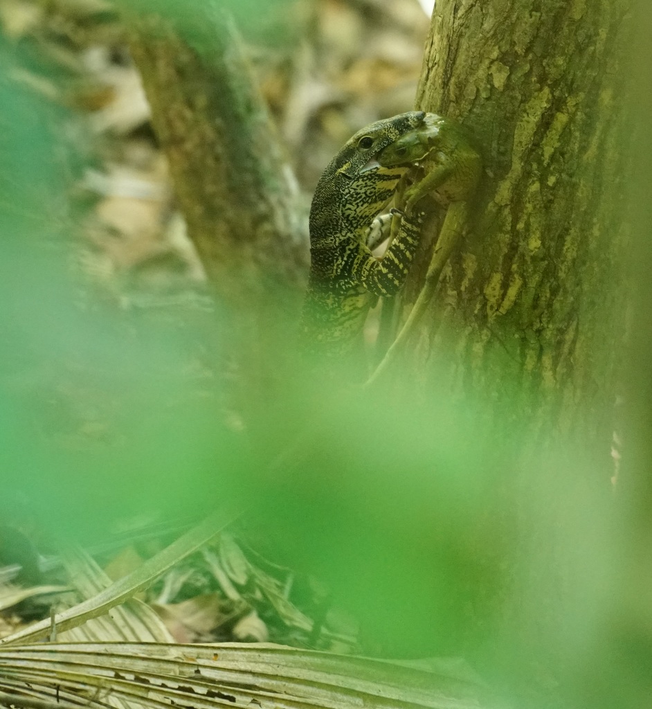 Lace Monitor