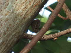 Mycalesis gotama nanda