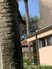 Sciurus carolinensis