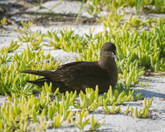 Puffinus nativitatis