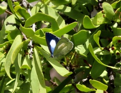 Eirmocides margarita