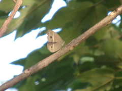 Mycalesis gotama nanda