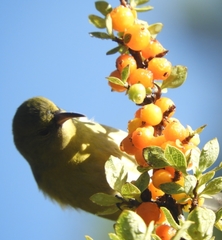 Chlorodrepanis virens wilsoni