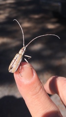 Neoptychodes trilineatus