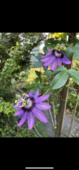 Passiflora amethystina × caerulea