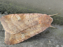 Diarsia canescens