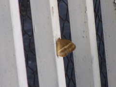 Mycalesis gotama nanda