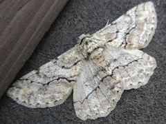 Megabiston plumosaria