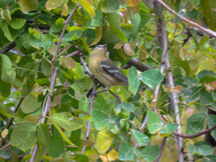 Setophaga castanea